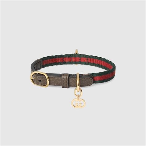 collare gatto gucci|Gucci collars for cats.